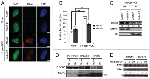 Figure 9. E2F2 promotes Rad51 foci formation and induces histone acetylation in response to DNA damage. (A and B) SH-SY5Y cells transfected with 1 μM of ASE2F2, fixed 1 h post-NCS treatment and immunostained using anti-Rad51 and anti-γH2AX antibodies. Nuclei were visualized with DAPI staining. Scale bar, 10 μm. In (B) data represent the mean±S.E.M. of 4 independent experiments, in which 100 to 250 cells were analyzed for each condition. P-values were calculated using one-way ANOVA with Tukey's posttest: *P < 0.05, *** P < 0 .001, n.s. not significant. Cells with 5 or more Rad51 foci were considered as positive Rad51 cells. (C) Rad51 immunoblot of Triton soluble (TS) and insoluble (TI) fractions of SH-SY5Y cells transfected with 1 μM of ASE2F2 and harvested 1 h post-NCS treatment. GAPDH and H3 were used to detect soluble cytoplasmic and chromatin-bound proteins respectively. The numbers under the bands indicate Rad51 quantitation normalized to GAPDH or H3 in TS or TI fractions correspondingly, and ASCAT condition for each fraction. (D) Co-immunoprecipitation assay of whole-cell lysates from SH-SY5Y cell harvested 30 minutes post-UV irradiation. Immunoprecipation (IP) was performed with anti-E2F2 antibody and associated proteins were detected by immunoblot (IB). Non specific IgG isotype antibody served as IP control. (E) Western blot of acetylated H4 (H4Ac) in SH-SY5Y cells transfected with 1 μM of ASE2F2 and harvested 2 or 30 minutes following UV light exposure. The numbers under the bands indicate H4Ac quantitation normalized to H3 and ASCAT-control condition. C, control mock-treated cells.