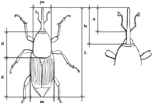 Figure 1. Illustrates the size of different body parts of the RPW.
