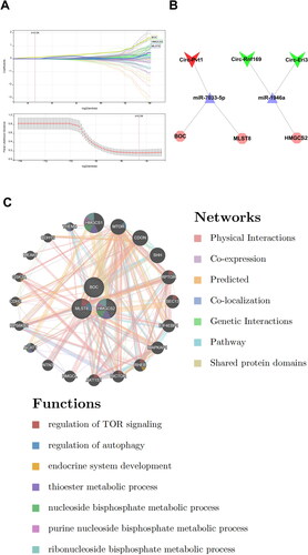 Figure 7. Identification of hub mRNAs from the CeRNA network. (A) Three feature genes with non-zero coefficients were selected by optimal lambda based on the LASSO regression model. (B) The hub CeRNA regulation networks in CGN. (C) GeneMANIA database showing functions and co-expression gene networks of hub mRNAs from the CeRNA network.