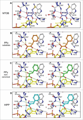 Figure 6. Ball and stick model representing interaction of CtBP1 with substrate MTOB, and substrate competitive inhibitors phenyl pyruvate (PPy) and HIPP (in stereo). (A) The hydrogen bond network of MTOB as reported in Hilbert et alCitation82 (B) Phenylpyruvate (orange) possesses a similar hydrogen bond network to MTOB (orange dashes). (C) The non-canonical phenylpyruvate conformation (green) has a distinct hydrogen bond network (green dashes). Orientation of the carboxylate toward R266 of CtBP1 maximizes hydrogen bond potential as well as coulombic interactions (yellow dashes) with R97. (D) HIPP (cyan) forms a similar hydrogen bonding network (cyan dashes) to the non-canonical phenylpyruvate conformation, with the exception of losing the interaction with the nicotinamide ribose. (Reprinted with permission from Hilbert et al.Citation85 Copyright 2015 American Chemical Society).