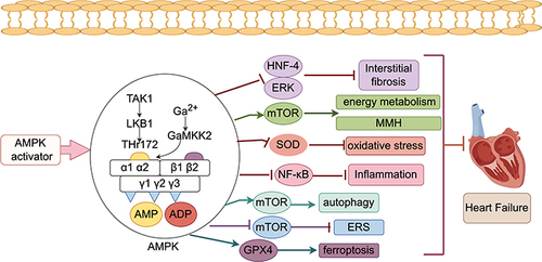 Figure 2 Pathogenesis of AMPK signaling pathway in HF.