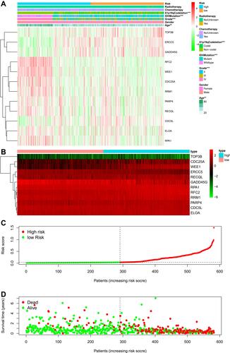 Figure 6 Clinical features of the DDR-related gene prognostic signature. (A) The correlations between the DDR-related gene signature and clinicopathological parameters, including radiotherapy, chemotherapy, 1p19q codeletion, IDH mutation status, grade, gender and age. (B) Heatmap depicting the expression patterns in the 12 DNA repair genes between high- and low- risk groups. (C) The distribution of the risk scores among all glioma samples. According to the median value (dotted line), glioma samples were divided into high- (red dot) and low- risk (green dot) groups. (D) The distribution of survival status of all glioma samples. Red dot is indicative of dead status and green dot indicates alive status. (***Represented P < 0.001, **Represented P < 0.01).