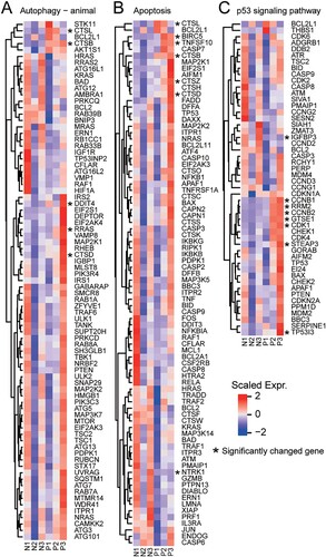 Figure 5. Apoptosis-related pathway in PBMC. The heatmaps show the expression levels of differentially expressed genes in different signaling pathways, including (A) autophagy (- animal species) signal pathway, (B) apoptosis signal pathway, (C) p53 signaling pathway. Genes significantly up-regulated and down-regulated are labelled with asterisks.