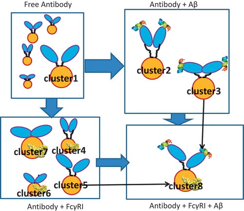 Figure 9. Antibody-antigen recognition mechanism. The two Fab domains are shown in blue, the Fc domain is shown in yellow, and the Aβ peptide is represented as helical. Cluster numbers correspond to Figure 2.