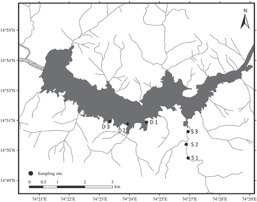 Figure 1. Sampling sites at Kaiga stream (S1, S2 and S3) and Kadra dam (D1, D2 and D3).