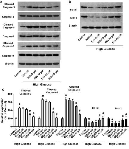 Figure 2. Edaravone changes the expression of apoptotic proteins. Figure 2(a and b) show the representative images of western blot bands of apoptotic proteins (cleaved caspase-3, caspase-3, cleavedcaspase-8, caspase-8, cleaved caspase-9, caspase-9, Bcl-xl and Mcl-1). Figure 2(c) shows the fold-change in the expression of apoptotic proteins. Eda: edaravone. *p < 0.05 compared to the control group. #p < 0.05 compared to the vehicle group. N = 12.