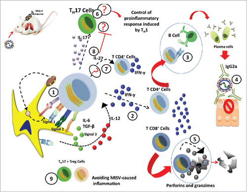 Figure 2. Proposed mechanism of the rBCG-N-hRSV vaccine that controls the hRSV-infection. Subsequent to the rBCG-N-hRSV infection and the viral infection, the events goes as follows. (1) Immunological synapsis between the APC (Dendritic cells) and T cells. (2) TH-1 response polarization and secretion of IFN-γ by CD4+ and CD8+ T cells. (3) Activation of B cells by the T cells. (4) Antibodies secretion by plasma cells with the proper neutralizing isotype. (5) Cytotoxic activity of the CD8+ T cell and depletion of infected-cells. (6) A TH-17 profile induction suggests a possible way of control for the exacerbated TH-1 response. (7) Possible IL-27 secretion and proliferation of CD4+ T cells and induction of IFN-γ secretion. (8) IL-27 secretion could inhibit the TH-17 response. (9) Relation between the TH-17+ Treg that might decrease the hRSV-pathology.