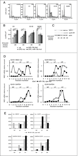 Figure 4. CPEB1 and miR-15b inhibitors switch to activators at G2/M. (A) Cell-cycle analysis (by FACS) of HeLa cells after release from a double thymidine block unsync, -unsynchronized cells. (B) HeLa cells analyzed in A were transfected after they were released from thymidine block with WEE1 3′UTR reporter constructs (described in Fig. 1D) and 20 h later, cell extracts were submitted to luciferase assays. Renilla luciferase activity was normalized to Firefly activity; the position of the majority of the cells in the cell cycle in the samples is indicated above the bars; Statistics: Student's t test; *: t = 0.05. (C) WEE1 expression along the cell cycle as monitored by Western blot; cyclin B1 is shown to document the position of the cells in the cell cycle. (D, E) Distribution of WEE1 3′UTR reporter mRNAs in polysomal gradients at the G0/G1 or G2/M phase of the cell cycle. Fractions 0–3 correspond to non polysomal fractions (NP), 4–7 to low polysomal fractions (LP), and 8–12 to heavy polysomal fractions (HP). GAPDH mRNA distribution among the polysomal fractions in 2 cell-lines that have been transfected by WEE1 3′UTR reporter wt and with CPE and miR-15b sites mutations were used as control.