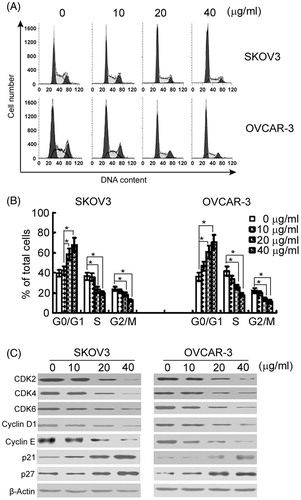 Figure 2. Asiatic acid induces G0/G1 cell cycle arrest in ovarian cancer cells. SKOV3 and OVCAR-3 cells were incubated with asiatic acid (0, 10, 20 and 40 μg/mL) for 48 h. (A) Cells were collected for DNA content by flow cytometry. Representative flow histograms of PI-stained cells. (B) Percentages of cells in different cell cycle phases were determined. *p < 0.05. (C) Western blot analysis was performed to analysed the expression of cell cycle-related proteins. Representative blots from three independent experiments are shown.