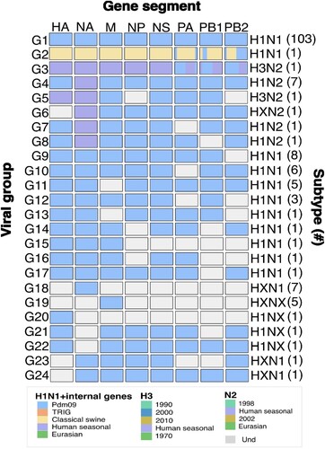 Figure 1. Classification of swine IAV into viral groups and subtypes according to their genetic constellation. Viral groups were obtained according to the genetic constellations of the gene segments and their combinations. Phylogenetic relationships were assessed by Maximum likelihood inference. The frequency of IAV viral group is shown within brackets. Complete genomes were only obtained for viral groups 1–4 (G1-G4). Incomplete genomes are illustrated as different viral group to avoid overestimation of any viral group. Blue: Pandemic origin; Yellow: Early classical swine origin; Purple: Human seasonal origin. Grey: Sequence information not obtained. First row indicates IAV gene segments HA: Hemagglutinin, NA: Neuraminidase, M: Matrix, NP: Nucleoprotein, NS: non-structural protein, PA: polymerase acidic, PB1: polymerase basic 1, PB2: polymerase basic 2.