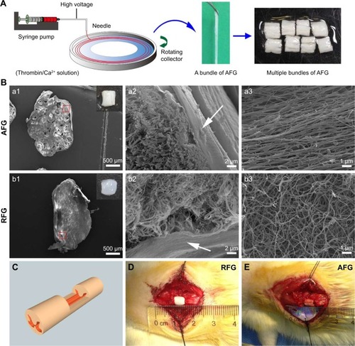 Figure 1 Fibrin hydrogel scaffold and rat T9 dorsal hemisected SCI model. (A) The AFG fabrication process. (B) (a1–a2) and (b1–b2) SEM images of the cross sections of AFG and RFG scaffold reveal the hierarchically aligned structure of AFG and random fibrous structure of RFG, respectively; the insert pictures in (a1) and (b1) display gross images of the implanted AFG and RFG scaffolds; the arrows in (a2) and (b2) show the alginate film in the surface of the hydrogel for adhesive prevention. (a3 and b3) SEM images of the longitudinal sections of AFG and RFG scaffolds, demonstrating the aligned and random nanoscale fibrous structure, respectively. (C) Schematic illustration of the rat T9 dorsal hemisected model, and RFG and AFG scaffolds implantation (D and E).Abbreviations: AFG, aligned fibrin hydrogel; RFG, random fibrin hydrogel; SCI, spinal cord injury; SEM, scanning electron microscope.