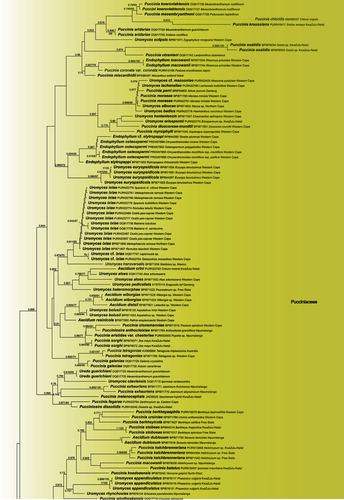 Figure 6. Uredinineae in South Africa. ML topography generated from 28S, 18S, and CO3 sequencing data. The tree is rooted with Sphaerophragmiaceae and Crossopsoraceae fide Aime and McTaggart (Citation2021). Names in bold indicate sequences from South African material. Support for nodes is provided as ML ratios/fast bootstraps.