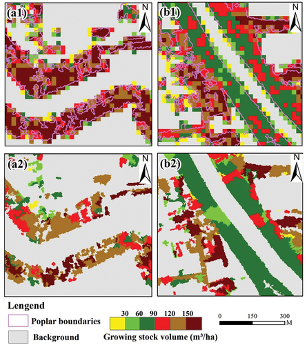 Figure 7. Poplar growing stock volume estimates of typical poplar strip forests from grid-based and object-based approaches: (a1) and (a2) represent grid-based estimates based on grid size of 20 m × 20 m and object-based estimates in Lixin, (b1) and (b2) represent grid-based object-based estimates in Yongqiao.