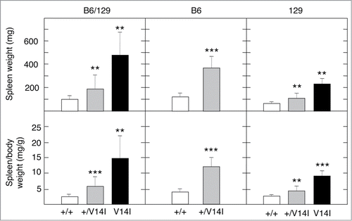 Figure 4. Phenotypic consequences of the genetic background on haematopoietic alterations. Spleen weight and spleen/body weight ratio of mixed B6/129, B6 and 129 (F5) 4 month-old male mice. (Left) Spleen weight and spleen/body weight ratio of wild-type (n = 13) (+/+, open bars), K-Ras+/V14I (n = 22) (+/V14I, gray bars) and K-RasV14I (n = 12) (V14I, solid bars) B6/129 male mice. (Middle) Spleen weight and spleen/body weight ratio of wild-type (n = 9) (+/+, open bars) and K-Ras+/V14I (n = 14) (+/V14I, gray bars) B6 male mice. (Rigth) Spleen weight and spleen/body weight ratio of wild-type (n = 10) (+/+, open bars), K-Ras+/V14I (n = 10) (+/V14I, gray bars) and K-RasV14I (n = 5) (V14I, solid bars) B6 male mice. Error bars indicate SD. *P < 0.05; **P < 0.01; ***P < 0.001. Note, the left panel was previously published,Citation19 included here for comparison.
