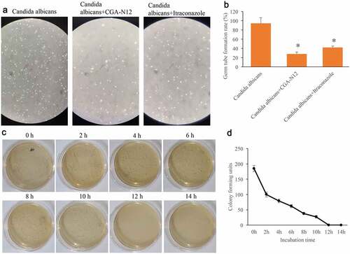 Figure 2. Germ tube formation rate and time-kill curves were measured. (a) Germ tube formation was measured after treatment with C. albicans, CGA-N12, and Itraconazole; (b) Germ tube formation rate was analyzed; (c) Time-kill curves were performed through colony forming assays; (d) Time-kill curves were analyzed. *P < 0.05 compared with group C. albicans.