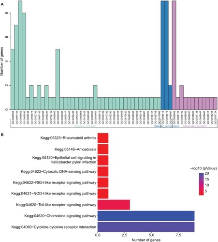 Figure 7 Results of functional enrichment analyses for GO (A) and KEGG (B) category.