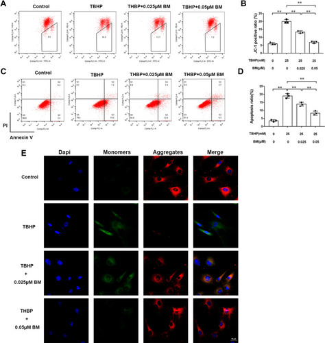 Figure 2 BM prevented apoptosis in rat chondrocytes treated with 25 mM TBHP. (A and B) Chondrocytes were stained with JC-1 and measured by flow cytometry to determine mitochondrial membrane potential. The results showed that 0.025 and 0.05 µM BM effectively protected mitochondrial damage in rat chondrocytes treated with 25 mM THBP. (E) Represent images of chondrocytes stained with JC-1 under confocal microscopy. Scale bar, 50 µm. Red fluorescence represented normal membrane potential, and green fluorescence represented mitochondrial membrane potential depolarization. (C and D) Chondrocytes were stained with Annexin V/PI and measured by flow cytometry to detect cell apoptosis. The results showed that 0.025 and 0.05 µM BM significantly inhibited apoptosis of rat chondrocytes treated with 25 mM THBP. *P < 0.05 and **P < 0.01.