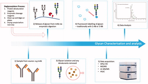 Figure 9. Glycan analysis. Flowchart depicting sample preparation for glycan analysis, which typically involve lengthy denaturation and labeling steps to acquire sample for analysis.