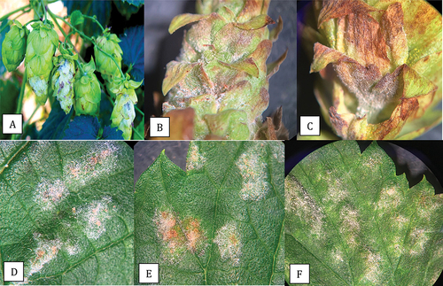 Fig. 3 Powdery mildew symptoms on hop cones and leaves caused by Podosphaeria macularis. On cones, prolific sporulation was observed (a, b) and was accompanied by tissues necrosis of the bracts (c). On leaves, colonies developed various shades of light beige pigmentation (d-f).