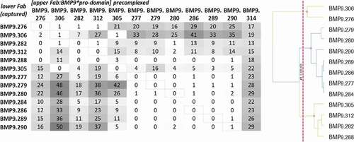 Figure 8. Epitope binning analysis using SPR. The upper Fab was precomplexed with a 20fold molar access of BMP9 pro-domain and then the binding to the captured Fab was analyzed. The values correspond to the ratio binding (%) calculated from the normalized binding of the Fab:BMP9 complex divided by the normalized binding response of the BMP9 pro-domain alone