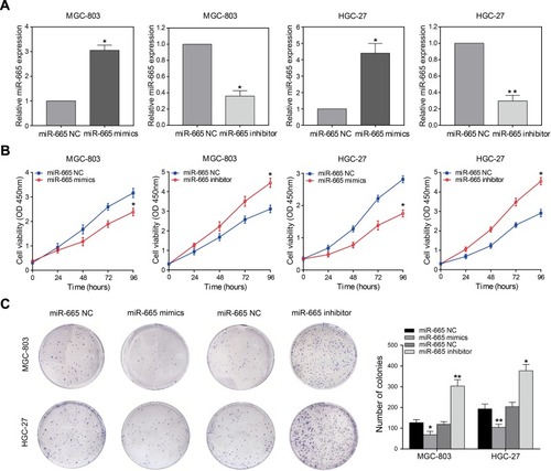 Figure 2 miR-665 inhibits GC cell proliferation. (A) qRT-PCR analysis of miR-665 expression in MGC-803 and HGC-27 cells transfected with miR-665 mimics or miR-665 inhibitor. (B) CCK-8 assays were performed to detect the growth ability of MGC-803 and HGC-27 cells transfected with miR-665 mimics or miR-665 inhibitor. (C) Colony formation assays were used to analyze proliferation of MGC-803 and HGC-27 cells after transfection with miR-665 mimics or miR-665 inhibitor. Data are presented as mean ± SD. *P < 0.05, **P < 0.01.