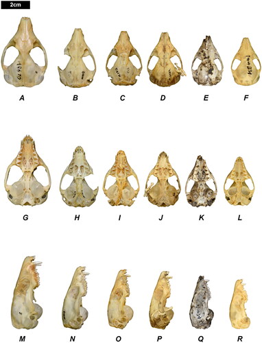 Figure 10. Cranium of each taxon of Dasycercus; D. hillieri (WAM M9670; A, G, M), D. woolleyae (WAM M1513, holotype; B, H, N), D. blythi (WAM M1512; C, I, O), D. archeri (AMS M2987, holotype; D, J, P), D. cristicauda (WAM 67.10.74; E, K, Q), and D. marlowi (AMS M8641, holotype; F, L, R). Specimens are shown in dorsal (A–F), ventral (G–L), and lateral (M–R) views. All specimens shown are male.