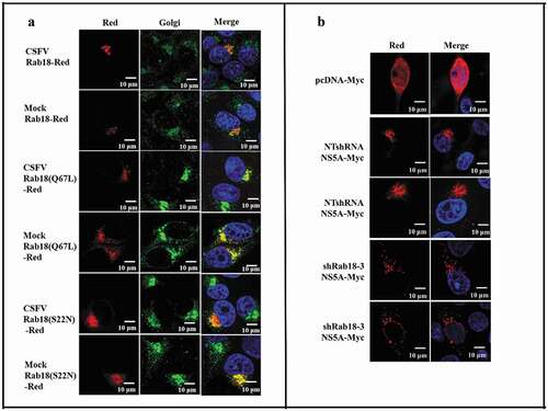 Figure 5. Redistribution of NS5A in Rab18 knockdown cells. (a) Rab18 localization at the Golgi apparatus. Cells seeded on glass coverslips were transfected with a Rab18-Red, Rab18 (Q67L)-Red, or Rab18 (S22N)-Red expression plasmid, as indicated. At 48 h after transfection, cells were fixed in 4% paraformaldehyde, and immunofluorescence staining was performed using an anti-TGN46 antibody. Cells were also counterstained with DAPI to label nuclei (blue). Scale bars, 10 μm. (b) NS5A distribution in a punctate pattern. NTshRNA and shRab18 cell lines seeded on glass coverslips were respectively transfected with pcDNA-Myc and NS5A-Myc expression plasmids, as indicated. At 48 h after transfection, cells were fixed in 4% paraformaldehyde, and immunofluorescence staining was performed using an anti-Myc antibody. Cells were also counterstained with DAPI to label nuclei (blue). Scale bars, 10 μm