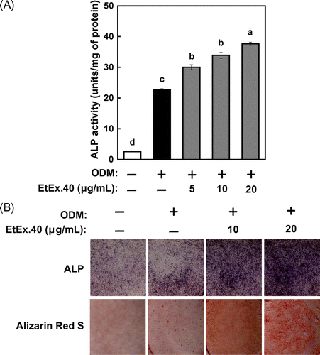 Fig. 1. Effects of EtEx.40 on ODM-stimulated MC3T3-E1 cell differentiation.Note: (A) MC3T3-E1 cells were cultured for 6 d in an osteoblast differentiation medium (ODM) with EtEx.40. The ALP activity was assayed by spectrophotometry, using a LabAssay™ALP kit. Means not sharing a common letter in a column are significantly different at the p < 0.05 level. A statistical analysis was performed by ANOVA and the Tukey–Kramer test. (B) MC3T3-E1 cells were incubated in the presence of EtEx.40 (10 or 20 μg/mL) or a vehicle (DMSO) for 6 or 20 d. ALP staining results are shown in the upper panel, and mineralization in the MC3T3-E1 cells stained with an Alizarin Red O solution are shown in the lower panel.