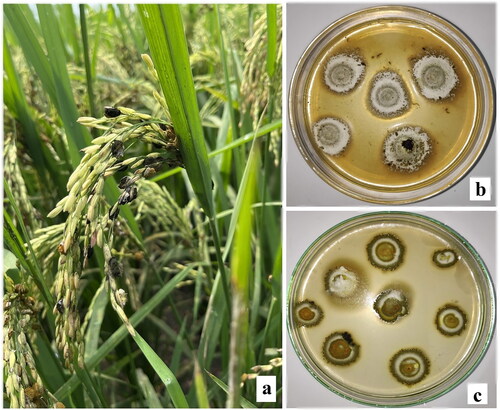 Figure 1. (a) Characteristic symptom of rice false smut (RFS) under field conditions (where the florets are converted into smut balls). (b and c) Pure culture of the pathogen responsible for RFS on PDA.