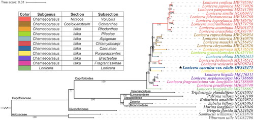 Figure 3. Phylogenetic position of Lonicera caerulea var. edulis inferred from maximum likelihood (ML) based on 33 complete chloroplast genomes.The subclassification of the Lonicera species examined in this study is according to Rehder (Citation1903, Citation1913), and the representative colors of the subsections are shown on the left diagram. The subfamily classification was labeled according to Wang et al. (Citation2020). The Numbers shown next to the nodes are bootstrap support values based on 1,000 replicates. The following sequences were used: MW795591 (Liu et al. Citation2022b), MZ779026 (Zhang et al. Citation2022), MZ241298 (Jiang et al. Citation2021), NC060471 (Wei et al. Citation2021), MW186760 (Yu et al. Citation2021), MW186761 (Gu et al. Citation2021), MH579750 (Hu et al. Citation2018), MZ901373 (Yang et al. Citation2022), OK393707 (Chen et al. Citation2022), MW296954 (Gu et al. Citation2022), MW340876 (Yuan et al. Citation2021), MN256451 (Jia et al. Citation2020), MW242826, MK176510 (Liu et al. Citation2018), OL457164 (Mo et al. Citation2022), MH681655 (Zhu et al. Citation2019), MK176512 (Liu et al. Citation2018), MH028743 (Kang et al. Citation2018), OP345475 (assembled in the present study), MZ962399 (Wang et al. Citation2022), MK176511 (Liu et al. Citation2018), MG738668 (Fan et al. Citation2018), MG738669 (Fan et al. Citation2018), MH028740 (Kang et al. Citation2018), MG738667 (Fan et al. Citation2018), NC045051 (Wang et al. Citation2020), NC042190, NC029874 (Bai et al. Citation2017), NC045063 (Wang et al. Citation2020), NC045046 (Wang et al. Citation2020), MN524626 (Wang et al. Citation2020), NC033878 (Fan et al. Citation2018), NC032296 (Huang and Cronk Citation2015).