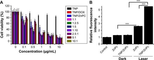 Figure 5 (A) In vitro cellular killing efficiency of TNP/DOX/ZnPC with laser irradiation at different weight ratios of DOX and ZnPC determined by MTT assay at 24 hours.Notes: Concentrations of TNP were equal to the amount of TNP in corresponding drug-loaded group. (B) Cellular ROS generation assay of free ZnPC and TNP/DOX/ZnPC with weight ratio of DOX:ZnPC=1:5 in 5637 cells at 4 hours postincubation. Laser irradiation was 100 J/cm2, 660 nm, 120 seconds. (n=6, ***P<0.001.)Abbreviations: DOX, doxorubicin; TNP, thermal-responsive nanoparticle; ZnPC, zinc phthalocyanine; TNP/DOX/ZnPC, mixture of equivalent mole of TNP/DOX and TNP/ZnPC.