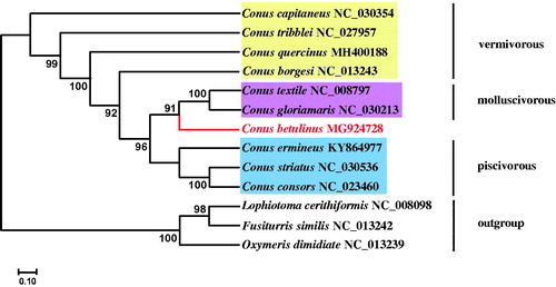 Figure 1. A maximum-likelihood (ML) phylogenetic tree based on 13 protein-coding genes from 13 conid species constructed using RAxML. All branch nodes are indicated with 1000 bootstrap replicates.