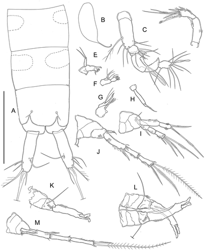 Figure 6. Kinnecaris draconis sp. nov. A, male, fourth and fifth urosomites, anal somite, anal operculum and caudal rami, dorsal view. B, male, spermatophore. C, male, antennule, dorsal view. D, male, antenna. E, male, mandible. F, male, maxillule. G, male, maxilla. H, male, maxilliped. I, male, leg 1. J, male, leg 2. K, male, leg 3, lateral view (variability). L, male, leg 3. M, male, leg 4. Scale bar: 50 µm.