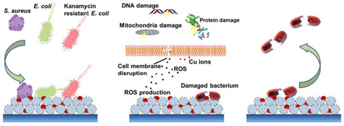 Figure 10 Schematic illustration of the contact killing of bacteria on a Cu-NP incorporated MI-dPG surface coating via the “attract-kill-release” route. Reprinted with permission from Li M, Gao L, Schlaich C, et al. Construction of functional coatings with durable and broad-spectrum antibacterial potential based on mussel-inspired dendritic polyglycerol and in situ-formed copper nanoparticles. ACS Appl Mater Interfaces. 2017;9(40):35411–35418. Copyright (2017) American Chemical Society.Citation118