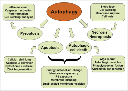 Figure 1. Schematic representation of the cross-talk between autophagy and different modes of cell death. Both autophagy and apoptosis can lead to cell death. They can act independently in parallel pathways. However, autophagy and apoptosis are partners, one may influence the other. Autophagic process is an early adaptive response prior to apoptotic cell death, placing it upstream of apoptosis. Cytoprotective autophagy may suppress apoptosis, and vice versa.