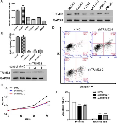 Figure 2. TRIM52 knockdown inhibits cell proliferation and induces apoptosis. (A) TRIM52 expression was detected in the OC cell and ovarian epithelial cell lines. *P < 0.05, **P < 0.01, ***P < 0.001 vs. HO8910. #P < 0.05, ##P < 0.01, ###P < 0.001 vs. IOSE80. (B) qRT-PCR and Western blot were used to evaluate TRIM52 knockdown efficiency. (C) Cell proliferation was measured by the CCK-8 assay. (D) Cell apoptosis was measured by the Annexin-V/ PI assay. (E) Statistic analysis results of cell apoptosis in the different groups. ***P < 0.001 vs. shNC.