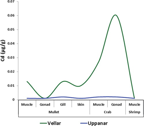 Figure 3. Cadmium level studied in marine organism tissue collected from Vellar and Uppanar estuaries.