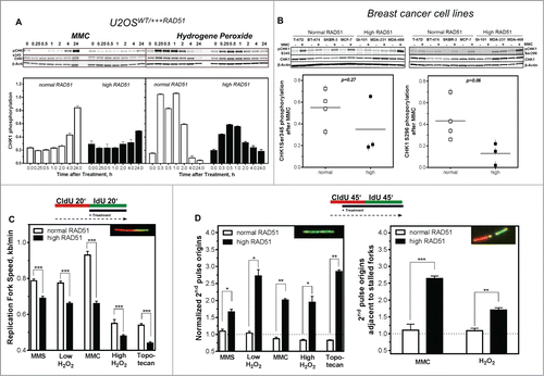 Figure 4. Activation of CHK1 is diminished in cells with high levels of RAD51, resulting in reduced fork speed and increased dormant origin activation after DNA damage. (A) Activation of CHK1 after DNA damage. Exponentially growing U2OS cells with normal or high RAD51 expression were exposed to 1.5 µM MMC or 200 µM hydrogen peroxide for 1 h, total protein was extracted at the indicated time points, CHK1 and pCHK1 (Ser345) proteins were visualized by immunoblotting. pCHK1 was densitometrically quantified relative to levels of total CHK1 protein and β-actin served as a loading control. (B) Activation of CHK1 after DNA damage in breast cancer cell lines. Exponentially growing cells were exposed to 1.5 µM MMC for 1 h, total protein was extracted at time points indicated, CHK1 and pCHK1 (Ser345) (left) or pCHK1 (S296) (right) proteins were detected by immunoblotting. pCHK1 was quantified relative to levels of total CHK1 protein signals and β-actin served as a loading control. Statistical analysis of at least 3 different protein extracts was performed using Student's t-test. (C) Effect of DNA damage on replication fork speed, (D) 2nd pulse origin firing (left) and 2nd pulse origin firing adjacent to stalled replication forks (right). Cells were sequentially pulse-labeled, DNA damage was induced during the IdU label and fiber structures were detected by immunoflourescence. Damage was induced by treatment with 500 µM MMS, 50 µM or 200 µM hydrogen peroxide, 1.5 µM MMC or 1 µM topotecan. Replication fork speed was expressed as kb/min and origin firing was calculated relative to all replication structures analyzed. Error bars represent the standard error of the mean (SEM), *** corresponds to P < 0.001.