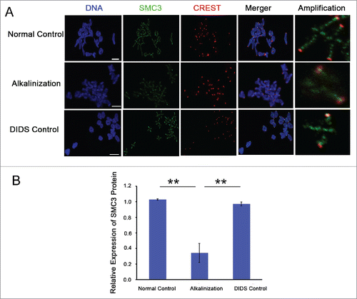 Figure 5. The expression level of SMC3 protein on chromosomes was obviously decreased in alkaline young oocytes. (A) The levels of chromosome-associated SMC3 protein were detected by immunofluorescence in normal, DIDS control and alkaline-treated oocytes at MI. Representative images show DNA (blue), CREST (red) and SMC3 (green). Scale bar, 5 μm. (B) SMC3 fluorescence intensity was quantified. Data are the means ± SEM, ** P < 0.01; ≥150 bivalents of each group were analyzed.