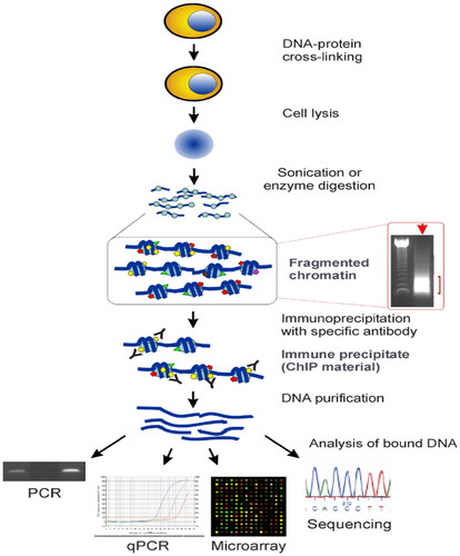 Figure 16. The chromatin immunoprecipitation (ChIP) assay (Adapted from Collas P et al.) [Citation82].