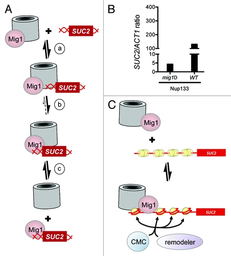 Figure 2. How nucleoporins might influence access to a specific site in DNA. (A) Model for NPC facilitated Mig1 binding to DNA. (a) In the presence of glucose, Mig1 associates with NPCs; the SUC2 locus contacts NPCs transiently. (b) Increased local concentration of both Mig1 and its consensus site facilitates DNA binding by the repressor. (c) The repressor-bound promoter can dissociate from the NPC. (B) Interaction of Nup133 with the SUC2 promoter is reduced in mig1Δ cells. TAP-tagged Nup133 was immunoprecipitated from mig1Δ or wild type cells grown in media containing glucose as the carbon source, then fixed with formaldehyde as described previously.Citation13 Crosslinks were reversed and PCR was used to amplify the promoters of SUC2 and ACT1 (negative control) from recovered material. Amplified target is expressed as a ratio of SUC2/ACT1, normalized to the amount of product amplified whole cell extracts (input). Adding increasing amounts of input DNA shows that amplification of the product is linear. A representative experiment is shown; similar results were obtained for Nup145C (not shown). (C) A model for collaborative nucleosome positioning. Top panel. Mig1 associates with nuclear pores as in (A) above. SUC2 is not associated with nuclear pores, and the nucleosomes across its promoter are poorly positioned (three yellow circles, one distinct and two indistinct, represent the average position of one nucleosome, over time and across a population). Bottom panel. One or more subunits of the nuclear pore associate with the SUC2 locus, serving as a marker or barrier against which chromatin remodelers can position a single nucleosome, thus seeding an ordered array. Alternatively, nuclear pore proteins may direct the activity of chromatin modifiers such as SAGA and NuA4, which in turn direct the activity of remodelers such as Swi/Snf. Models shown in A and C are not mutually exclusive; for example, nuclear pores contribute to nucleosome positioning at step (b) of model A.