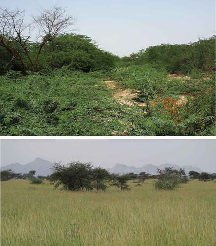Figure 1. A photo of dense Prosopis shrubs limiting the establishment of undergrowth (top), and native acacia trees within grasslands (bottom) in Awash, Ethiopia.