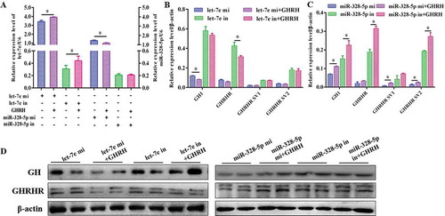 Figure 6. Expression of GH and GHRHR SVs response to GHRH indeed related to let-7e and miR-328-5p. (A) let-7e and miR-328-5p expression level under the transfection of let-7e and miR-328-5p mimics or inhibitors followed by the stimulation of GHRH. (B) The mRNA level of GH1 and GHRHR SVs in cells transfected with let-7e mimic or inhibitor followed by the stimulation of GHRH. (C) The mRNA level of GH1 and GHRHR SVs in cells transfected with miR-328-5p mimic or inhibitor followed by the stimulation of GHRH. (D) The protein level of GH and GHRHR SVs in cells transfected with let-7e and miR-328-5p mimics or inhibitors followed by the stimulation of GHRH. * * p < 0.05