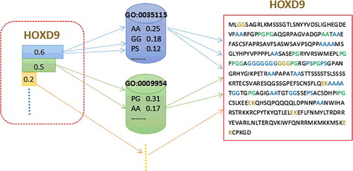 Figure 4. A function modelling example of a protein. The dotted lines with arrows denote the choosing process of protein sequence, GO terms and the amino acid blocks.