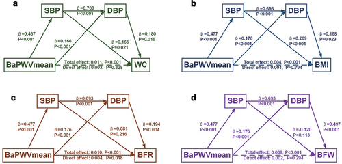 Figure 2. Chain mediation role of SBP and DBP in the body fat influenced by baPWV mean values. Analyses were adjusted by age, gender, smoking and drinking condition and family history of hypertension, hyperlipidemia, diabetes, coronary heart disease, stroke. Solid line arrow indicated direct effect and dashed line arrow indicated indirect effect. ABI, ankle brachial pressure index; baPWV, brachial – ankle pulse wave velocity; BFR, body fat rate; BFV, body fat volume; BMI, body mass index; DBP, diastolic blood pressure; SBP, systolic blood pressure; WC, waist circumference.