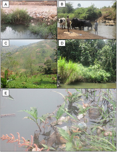 Figure 2. Characteristics of some of the study sites both at site and riparian zone: (A) Construction up at the bank in Fort Portal, (B) Bear bank shared by humans and animals, (C) Crop growing mountain slopes, (D) Pristine Kibale forest and (E) Plastics in water at Fort Portal. Photos taken by Godwin Tumuhairwe during field sampling (C taken on 18/01/2017; A, D, E on 19/01/2017 and B on 20/01/2017).