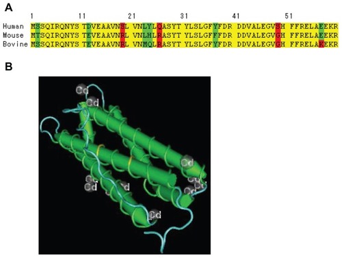 Figure 5 (A) Comparison of the FTL N-terminal amino acids sequence of human, mouse and bovine. (B) Illustration of the position of S19R and Q26R on 3D structure.Abbreviation: FTL, ferritin light chain.
