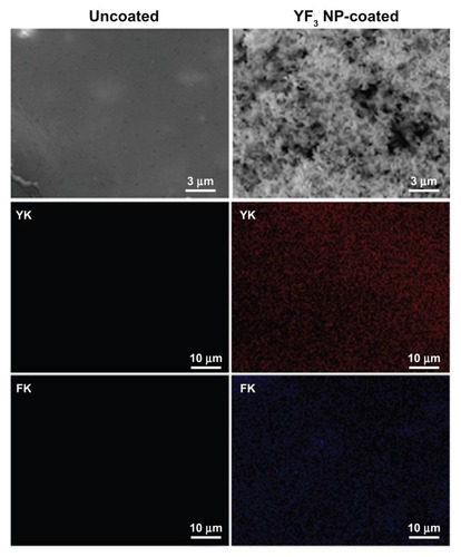 Figure 8 Imaging and characterization of sonochemical YF3 NP catheter coating.Notes: Catheters were coated using a sonochemical procedure described in the experimental section. SEM images of the internal walls of uncoated and YF3 NP-coated catheters are presented. The distribution of the YF3 NP coating on the catheter’s surface characterized by X-ray dot mapping of yttrium (red) and fluor (purple) atoms signals detected on the internal catheter wall.Abbreviations: K, K line energy; NP, nanoparticle; SEM, scanning electron microscope; YF3, yttrium fluoride.