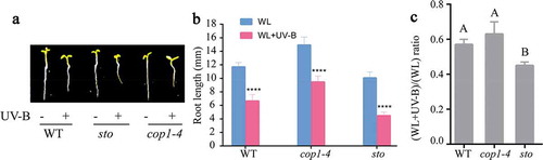 Figure 4. The primary root length of sto and cop1-4 mutants under UV-B radiation. WT (Col-0), cop1-4, and sto mutants were grown under continuous white light or white light with UV-B for 6 d. (a) Phenotype of primary root length of wild type (Col-0), sto, and cop1-4 mutant. (b) Bar graph showing the primary root length measured by Image J software, scale bar = 1 mm. (c) The ratio (WL+UV-B)/(WL) of root length. Data are expressed as mean values ± standard errors from three replicates, and error bars represent standard errors. The symbol ‘*’ indicates statistical difference P < 0.05 and the symbol ‘****’ indicates statistical difference P < 0.0001 (two-way ANOVA, Turkey’s multiple comparisons test, P < 0.05).