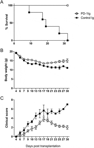 Figure 2. PD-1Ig ameliorated GVHD in a mouse model. PD-1Ig or control Ig plasmids were injected into CB6F1 mice two days prior to receiving 3.5 × 10Citation7 splenocytes from B6 PD-1KO donor. (A) Survival rates were shown between cohorts receiving PD-1Ig (n = 4) and control Ig plasmid (n = 5). P < 0.01. (B) The body weight of each mouse was measured regularly after the transplantation and data were shown as mean ± SEM. (C) GVHD clinical score of cohorts after giving splenocytes and data shown as mean ± SEM clinical score of cohorts at each time. All data shown are representative of at least two independent experiments